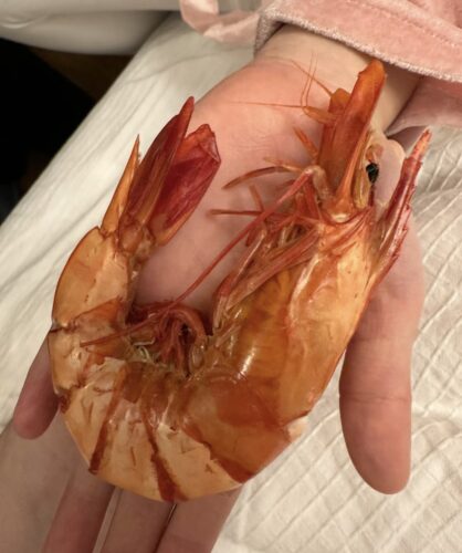 Click to view full screen Top-grade / Grilled Dried Shrimp photo review